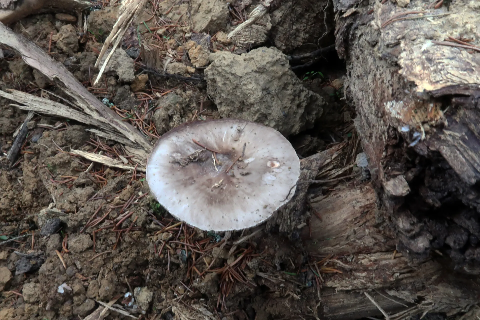 Pluteus pouzarianus - 1 - IMG_2147